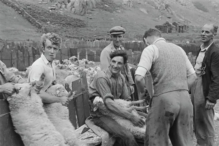Framed Print : Sheep Shearing In Snowdonia Framed Print : Sheep Shearing In Snowdonia