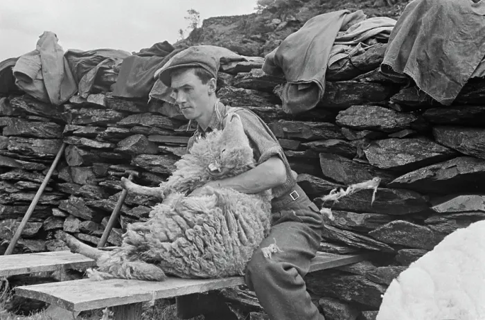 Framed Print : Sheep Shearing In Snowdonia Framed Print : Sheep Shearing In Snowdonia