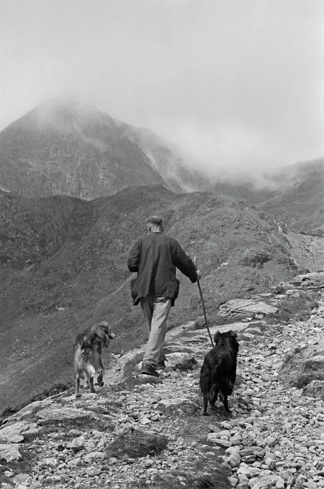 Framed Print : Sheep Shearing In Snowdonia Framed Print : Sheep Shearing In Snowdonia