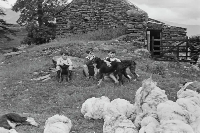 Framed Print : Sheep Shearing In Snowdonia Framed Print : Sheep Shearing In Snowdonia