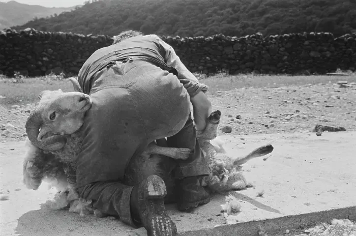 Framed Print : Sheep Shearing In Snowdonia Framed Print : Sheep Shearing In Snowdonia