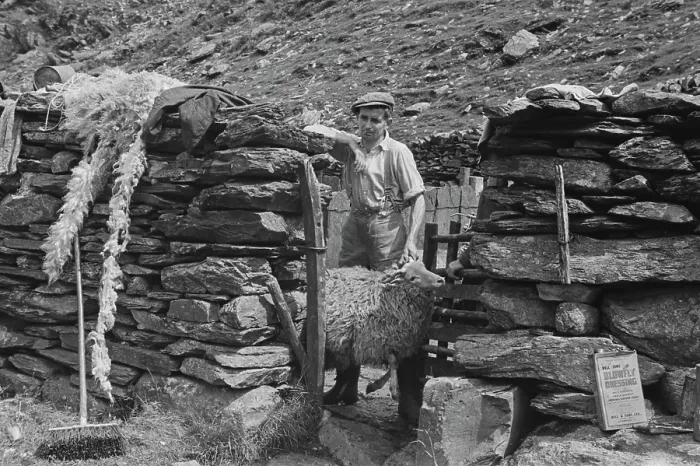Framed Print : Sheep Shearing In Snowdonia Framed Print : Sheep Shearing In Snowdonia