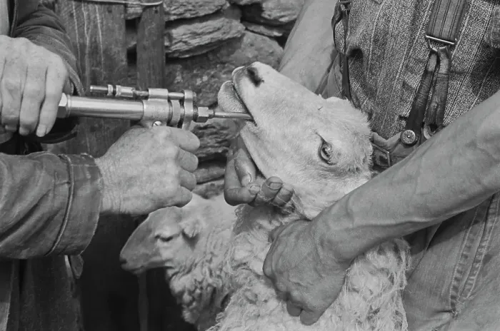 Framed Print : Sheep Shearing In Snowdonia Framed Print : Sheep Shearing In Snowdonia