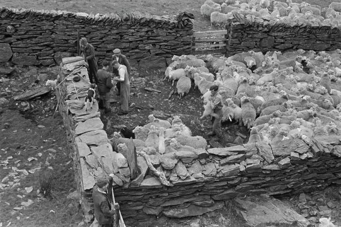 Framed Print : Sheep Shearing In Snowdonia Framed Print : Sheep Shearing In Snowdonia