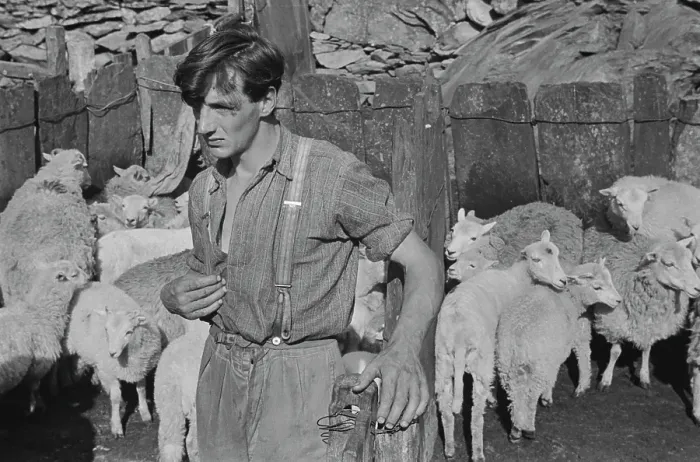 Framed Print : Sheep Shearing In Snowdonia Framed Print : Sheep Shearing In Snowdonia