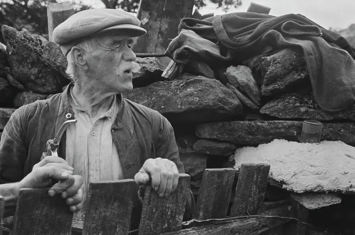 Framed Print : Sheep Shearing In Snowdonia Framed Print : Sheep Shearing In Snowdonia