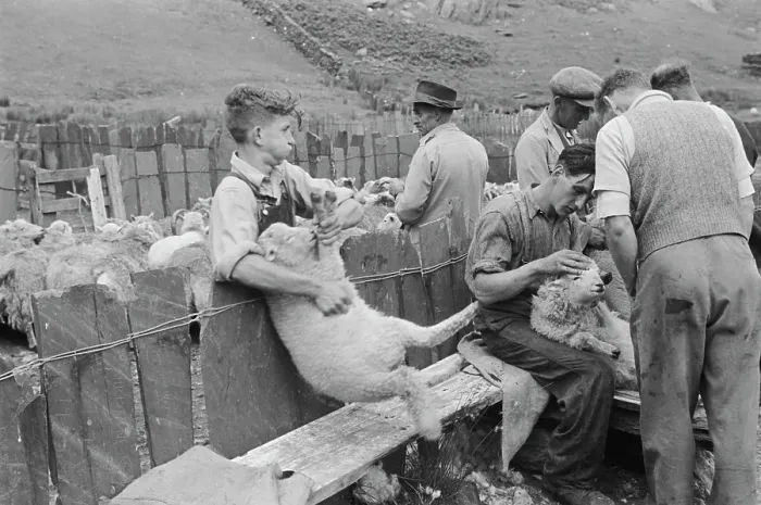 Framed Print : Sheep Shearing In Snowdonia Framed Print : Sheep Shearing In Snowdonia