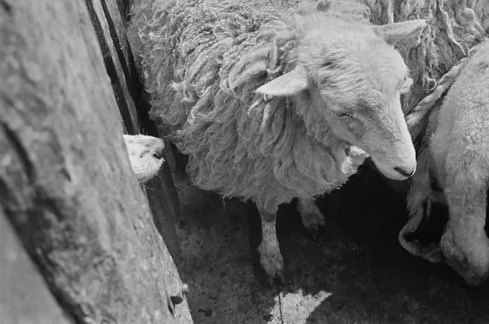 Framed Print : Sheep Shearing In Snowdonia Framed Print : Sheep Shearing In Snowdonia
