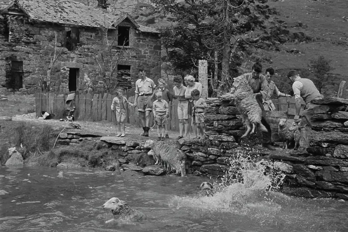 Framed Print : Sheep Shearing In Snowdonia Framed Print : Sheep Shearing In Snowdonia