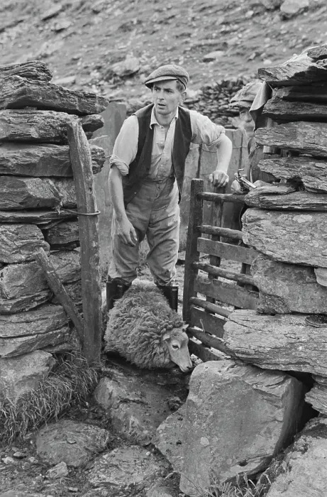 Framed Print : Sheep Shearing In Snowdonia Framed Print : Sheep Shearing In Snowdonia