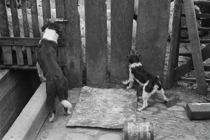 Framed Print : Sheep Shearing In Snowdonia Framed Print : Sheep Shearing In Snowdonia