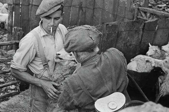 Framed Print : Sheep Shearing In Snowdonia Framed Print : Sheep Shearing In Snowdonia