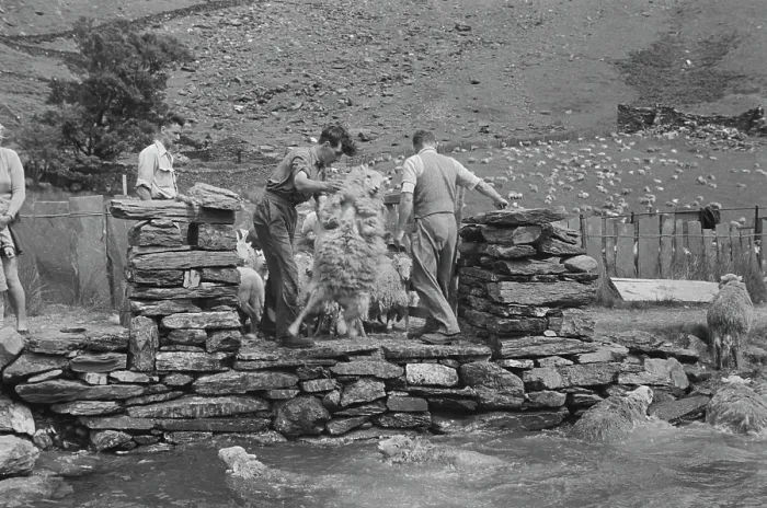 Framed Print : Sheep Shearing In Snowdonia Framed Print : Sheep Shearing In Snowdonia