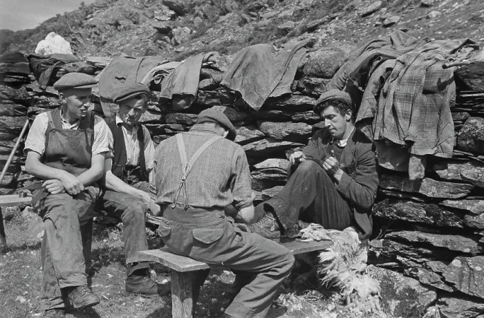 Framed Print : Sheep Shearing In Snowdonia Framed Print : Sheep Shearing In Snowdonia