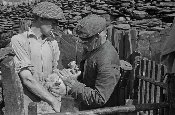 Framed Print : Sheep Shearing In Snowdonia Framed Print : Sheep Shearing In Snowdonia