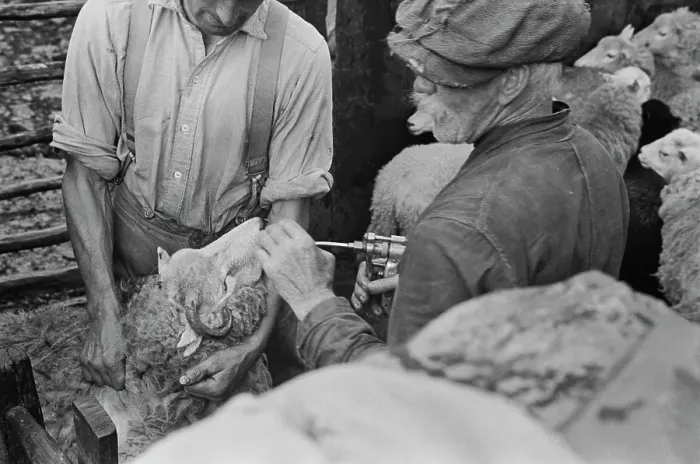 Framed Print : Sheep Shearing In Snowdonia Framed Print : Sheep Shearing In Snowdonia