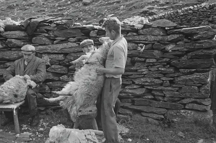 Framed Print : Sheep Shearing In Snowdonia Framed Print : Sheep Shearing In Snowdonia