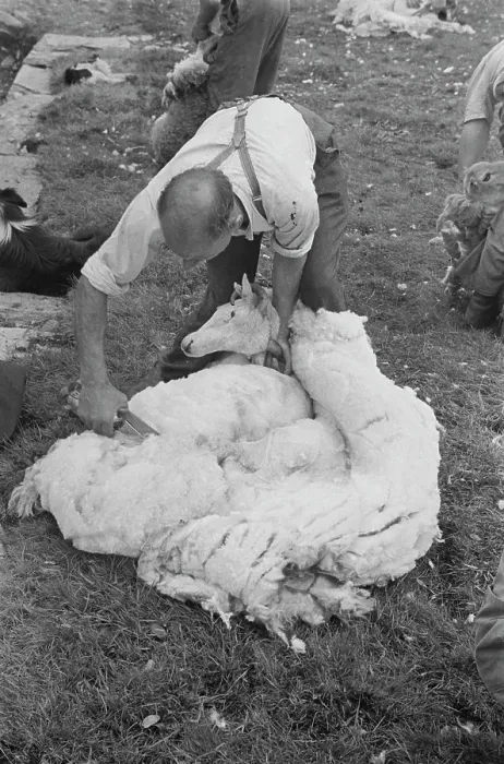 Framed Print : Sheep Shearing In Snowdonia Framed Print : Sheep Shearing In Snowdonia
