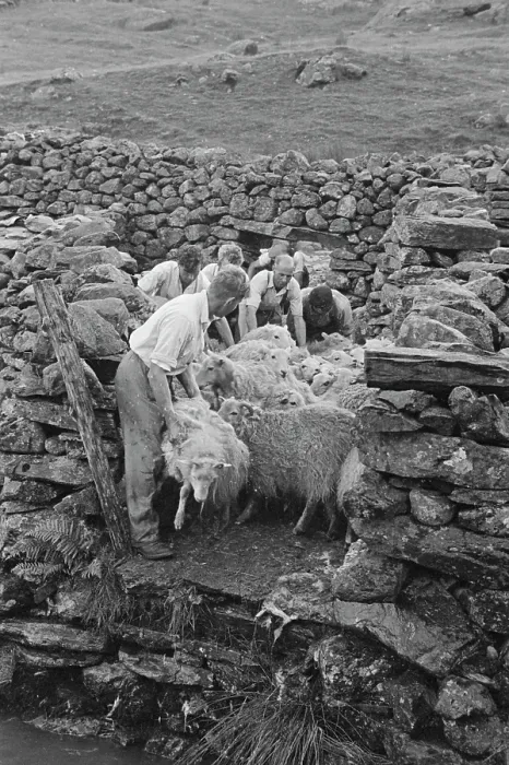 Framed Print : Sheep Shearing In Snowdonia Framed Print : Sheep Shearing In Snowdonia