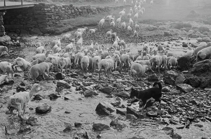 Framed Print : Sheep Shearing In Snowdonia Framed Print : Sheep Shearing In Snowdonia