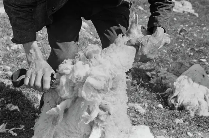 Framed Print : Sheep Shearing In Snowdonia Framed Print : Sheep Shearing In Snowdonia