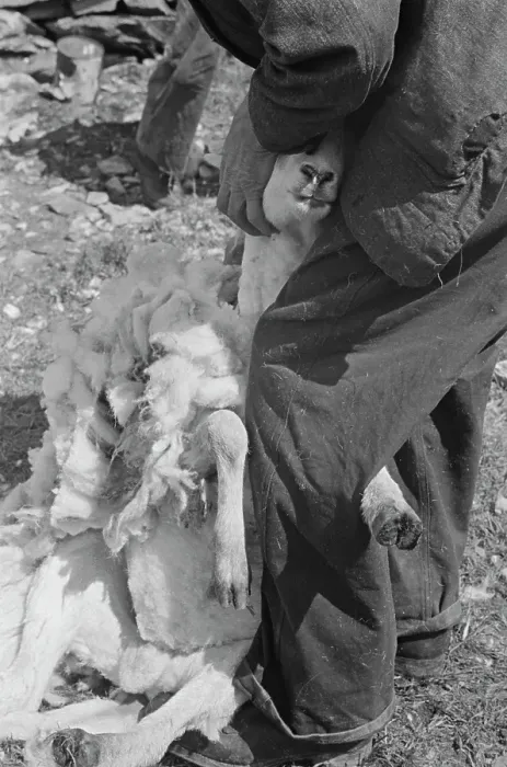 Framed Print : Sheep Shearing In Snowdonia Framed Print : Sheep Shearing In Snowdonia