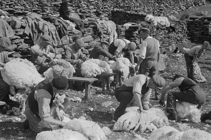 Framed Print : Sheep Shearing In Snowdonia Framed Print : Sheep Shearing In Snowdonia