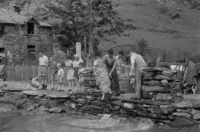 Framed Print : Sheep Shearing In Snowdonia Framed Print : Sheep Shearing In Snowdonia
