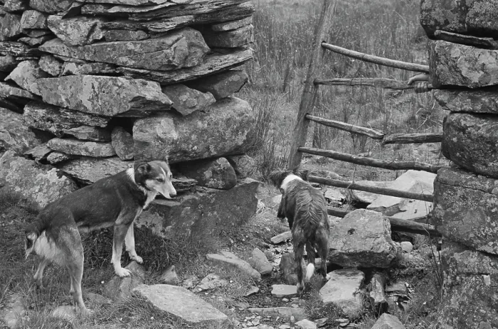 Framed Print : Sheep Shearing In Snowdonia Framed Print : Sheep Shearing In Snowdonia