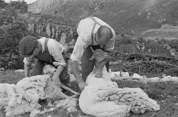 Framed Print : Sheep Shearing In Snowdonia Framed Print : Sheep Shearing In Snowdonia