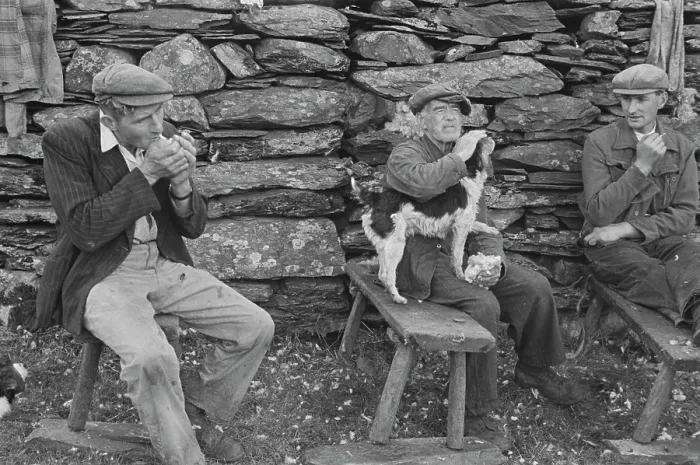Framed Print : Sheep Shearing In Snowdonia Framed Print : Sheep Shearing In Snowdonia