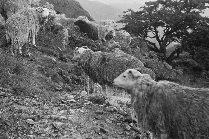 Framed Print : Sheep Shearing In Snowdonia Framed Print : Sheep Shearing In Snowdonia