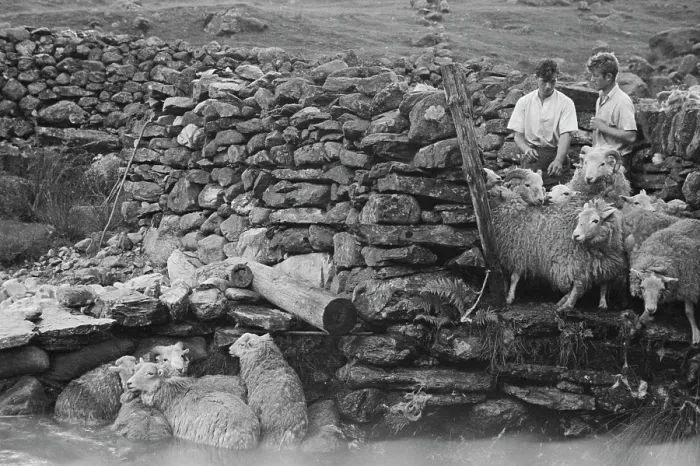 Framed Print : Sheep Shearing In Snowdonia Framed Print : Sheep Shearing In Snowdonia