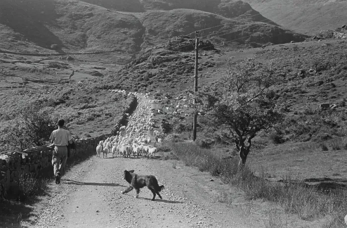 Framed Print : Sheep Shearing In Snowdonia Framed Print : Sheep Shearing In Snowdonia