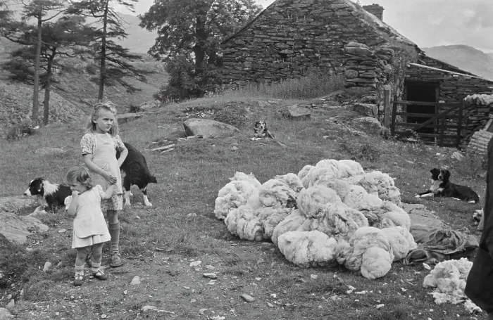 Framed Print : Sheep Shearing In Snowdonia Framed Print : Sheep Shearing In Snowdonia