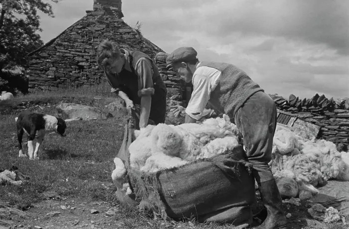 Framed Print : Sheep Shearing In Snowdonia Framed Print : Sheep Shearing In Snowdonia