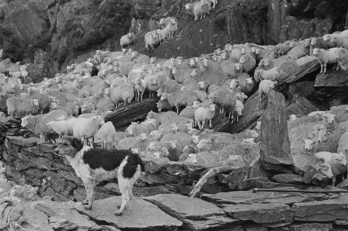 Framed Print : Sheep Shearing In Snowdonia Framed Print : Sheep Shearing In Snowdonia