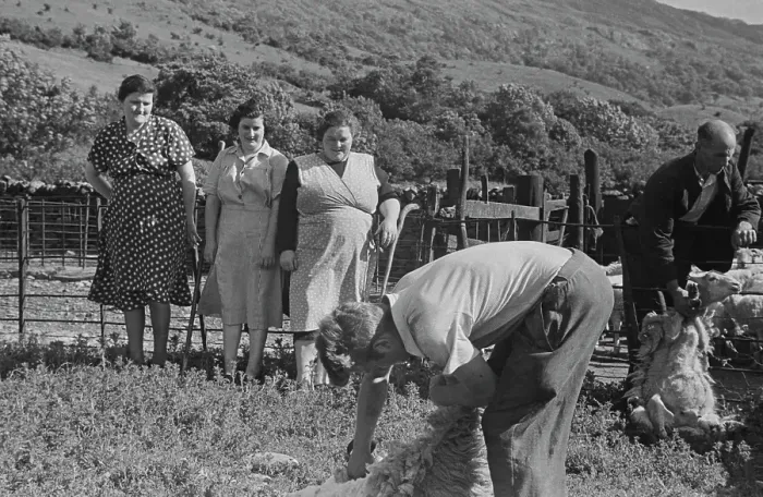 Framed Print : Sheep Shearing In Snowdonia Framed Print : Sheep Shearing In Snowdonia
