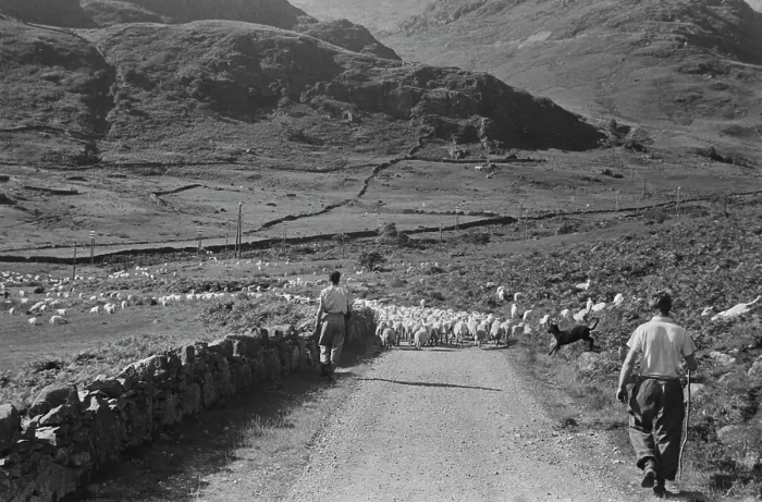 Framed Print : Sheep Shearing In Snowdonia Framed Print : Sheep Shearing In Snowdonia