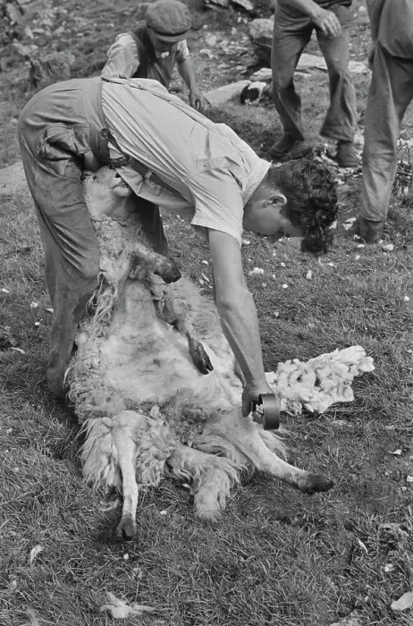 Framed Print : Sheep Shearing In Snowdonia Framed Print : Sheep Shearing In Snowdonia