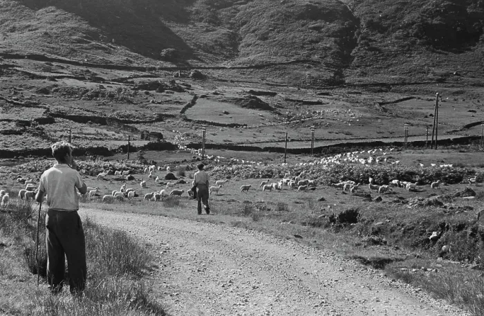 Framed Print : Sheep Shearing In Snowdonia Framed Print : Sheep Shearing In Snowdonia