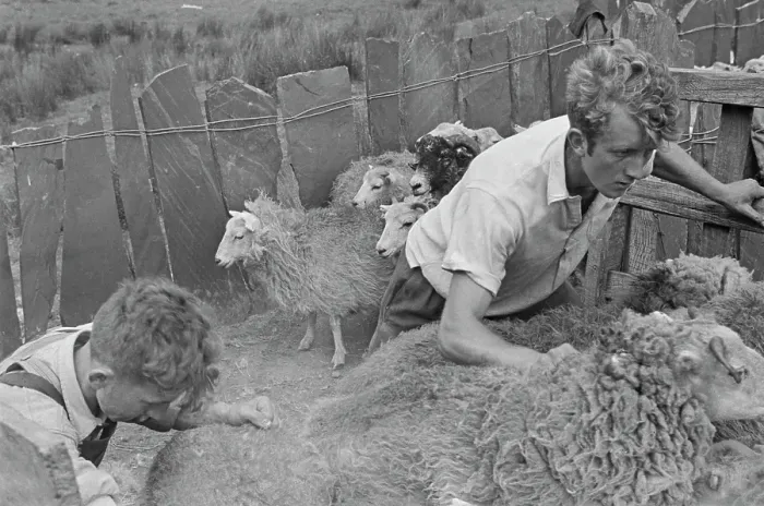 Framed Print : Sheep Shearing In Snowdonia Framed Print : Sheep Shearing In Snowdonia