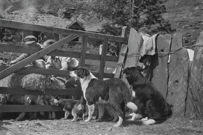 Framed Print : Sheep Shearing In Snowdonia Framed Print : Sheep Shearing In Snowdonia