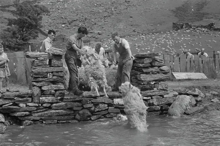 Framed Print : Sheep Shearing In Snowdonia Framed Print : Sheep Shearing In Snowdonia