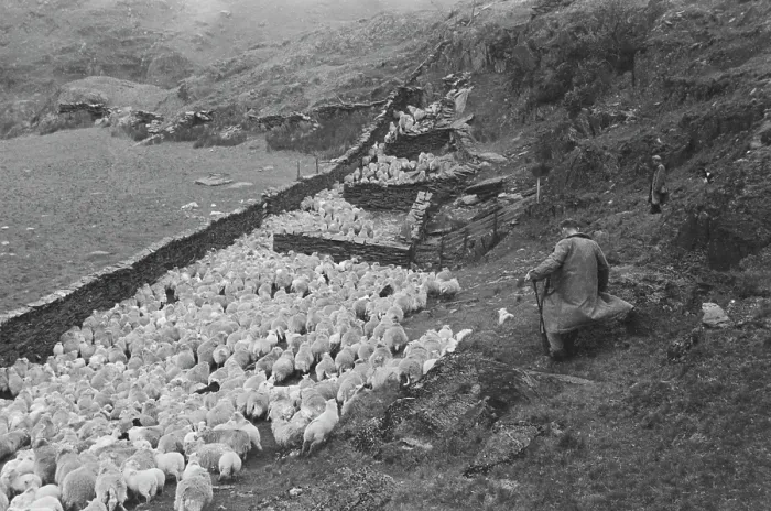 Framed Print : Sheep Shearing In Snowdonia Framed Print : Sheep Shearing In Snowdonia
