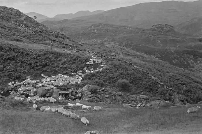 Framed Print : Sheep Shearing In Snowdonia Framed Print : Sheep Shearing In Snowdonia