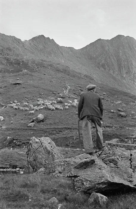 Framed Print : Sheep Shearing In Snowdonia Framed Print : Sheep Shearing In Snowdonia