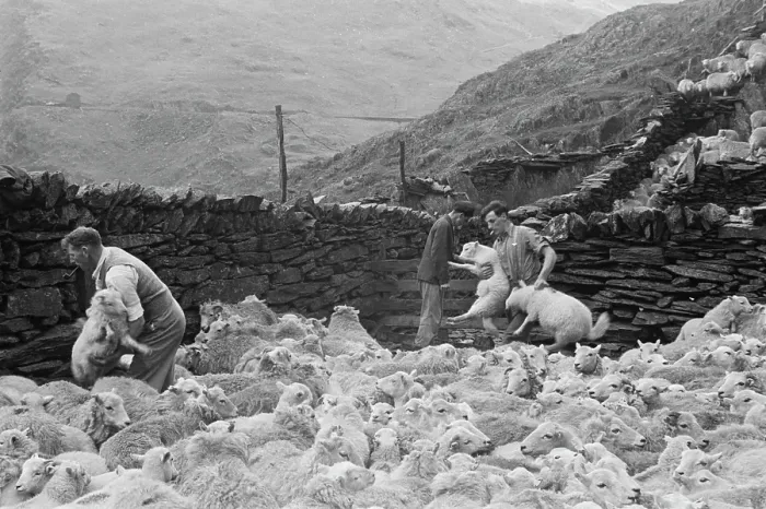 Framed Print : Sheep Shearing In Snowdonia Framed Print : Sheep Shearing In Snowdonia