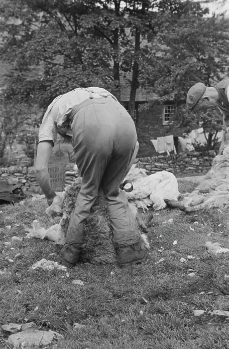Framed Print : Sheep Shearing In Snowdonia Framed Print : Sheep Shearing In Snowdonia