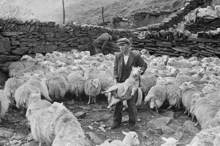 Framed Print : Sheep Shearing In Snowdonia Framed Print : Sheep Shearing In Snowdonia